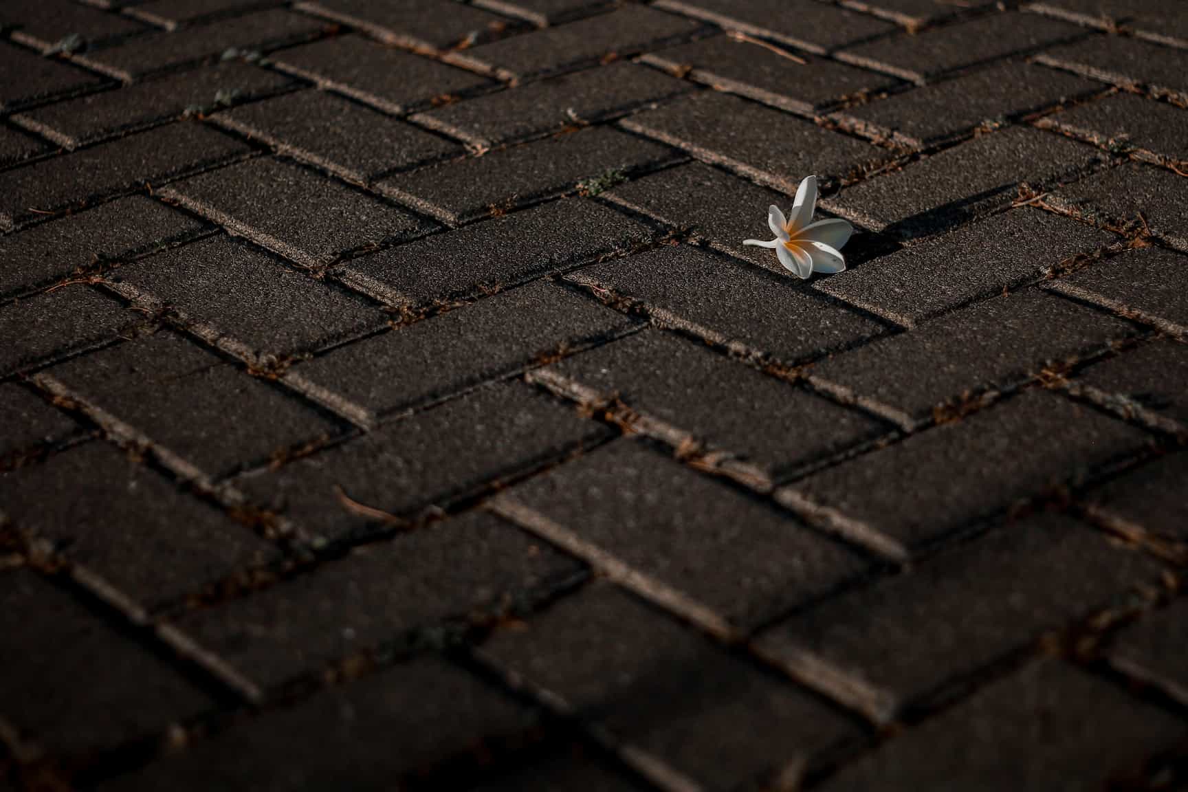 a block paved driveway with small flower on top